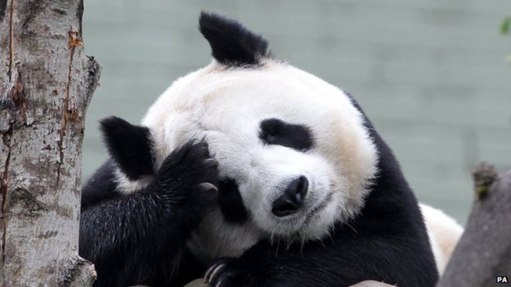 Edinburgh Zoo pandas: Artificial insemination carried out on Tian Tian