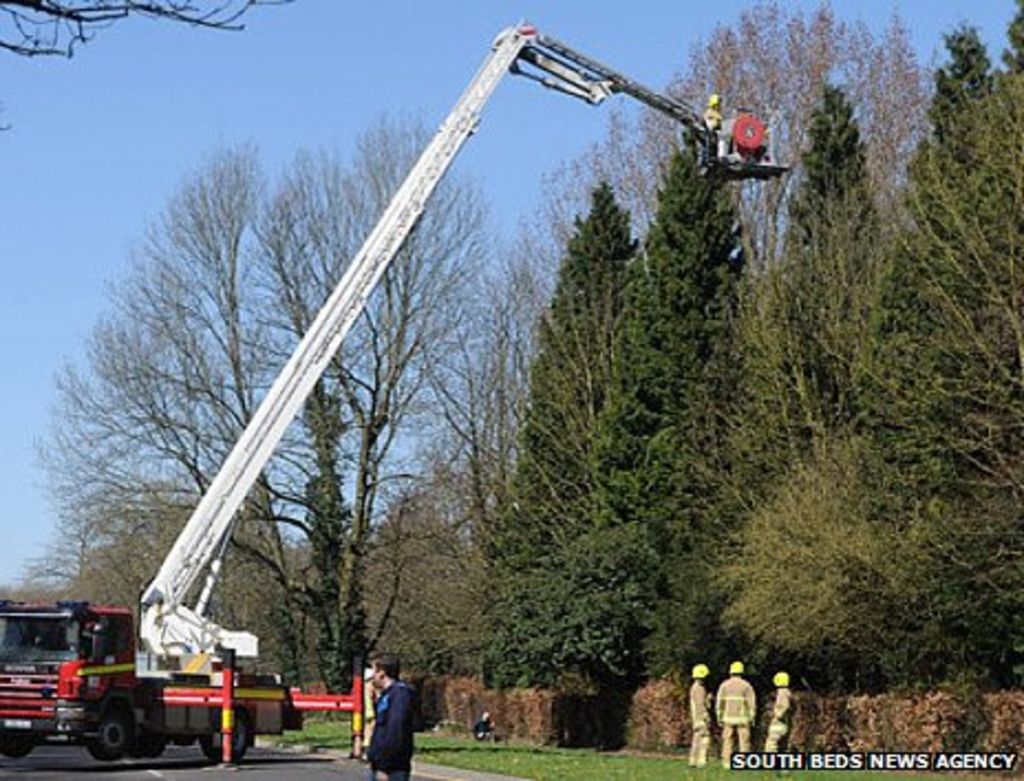 Suspected Hemel Hempstead shoplifter in 'tree escape' - BBC News