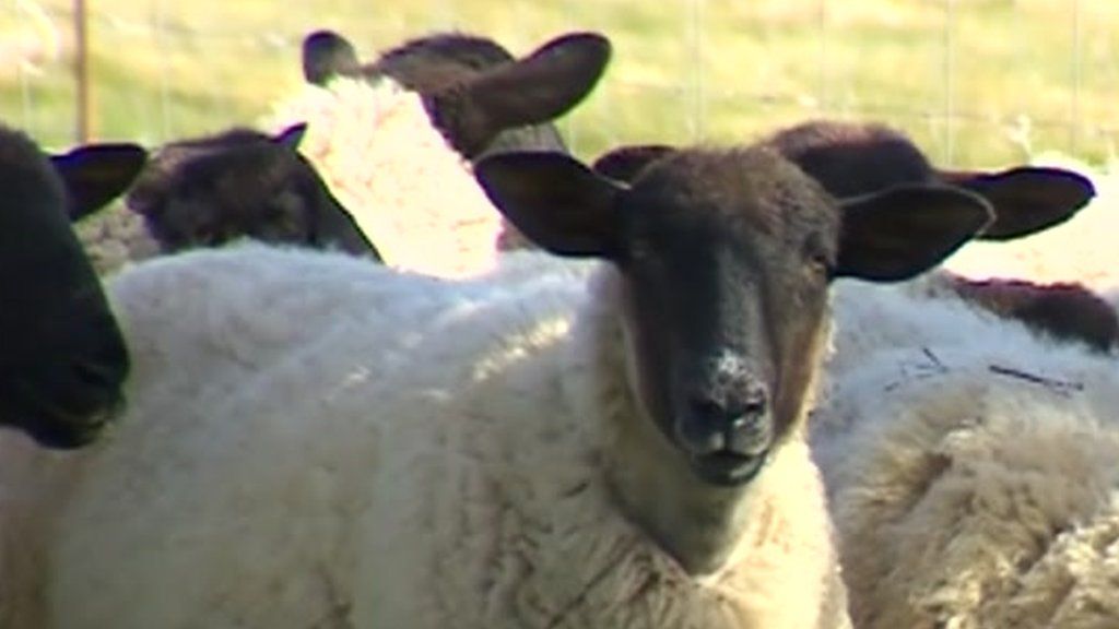 Wandering sheep find home in Sussex garden BBC News