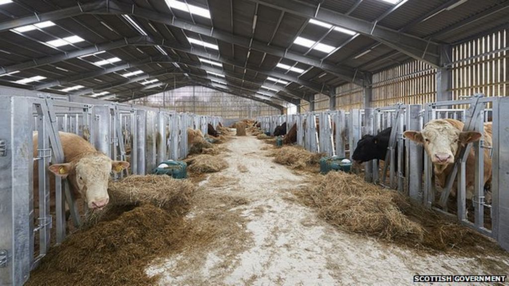 Rentastud Government bullsforhire scheme BBC News