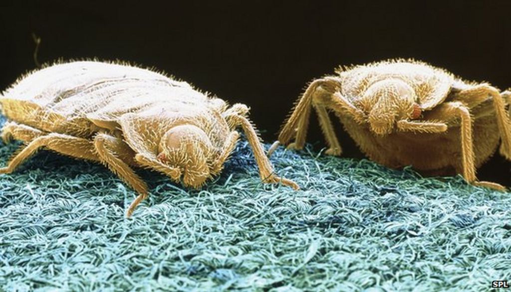 Bees on their knees while bed bugs boom BBC News