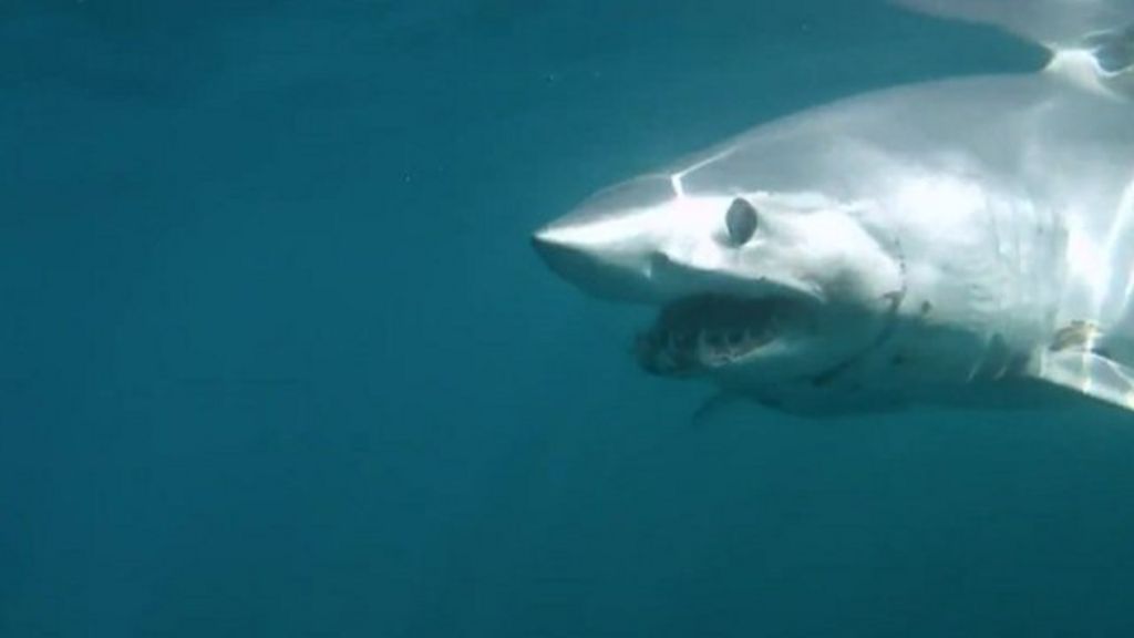 Shark steals swordfish from New Zealand fishermen - BBC News