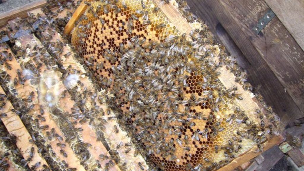 Making a bee-line for city roofs - BBC News