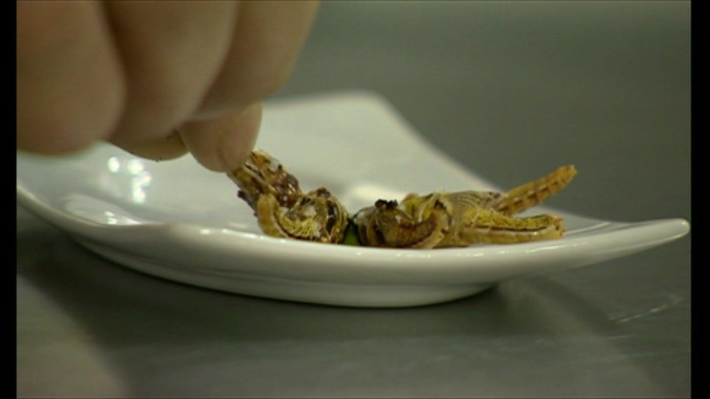 Insects source of protein instead of meat - BBC News