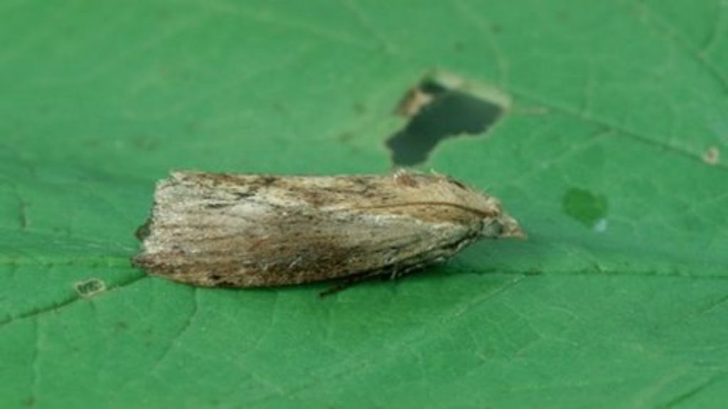 Greater wax moth 'can sense' highest recorded frequency BBC News