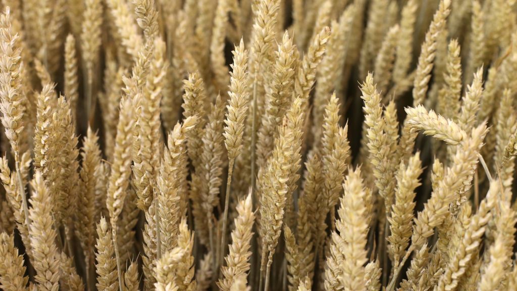 Cambridge-based scientists develop 'superwheat' - BBC News