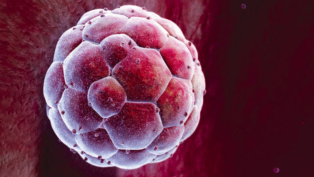 Embryonic Stem Cells Advance In Medical Human Cloning Bbc News