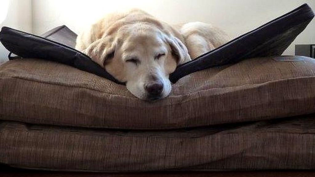 Longevity secrets of readers' pets who lived past 100 'dog years' BBC News