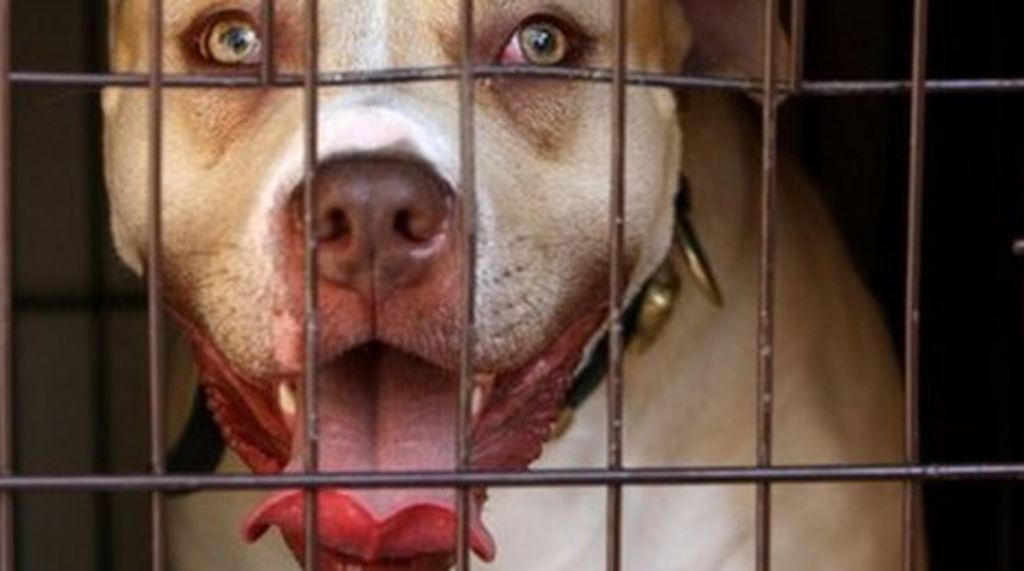 dangerous dog collar