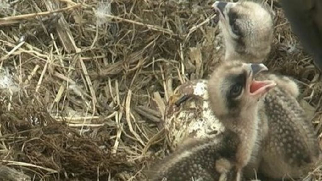 rutland water ospreys