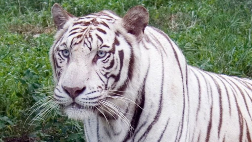 White tiger's coat down to one change in a gene - BBC News