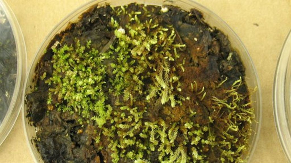 Centuriesold frozen plants revived BBC News