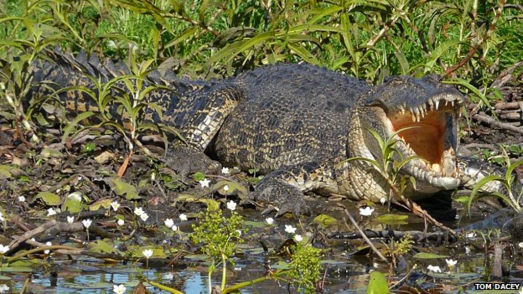 The crocodiles wandering in back yards - BBC News