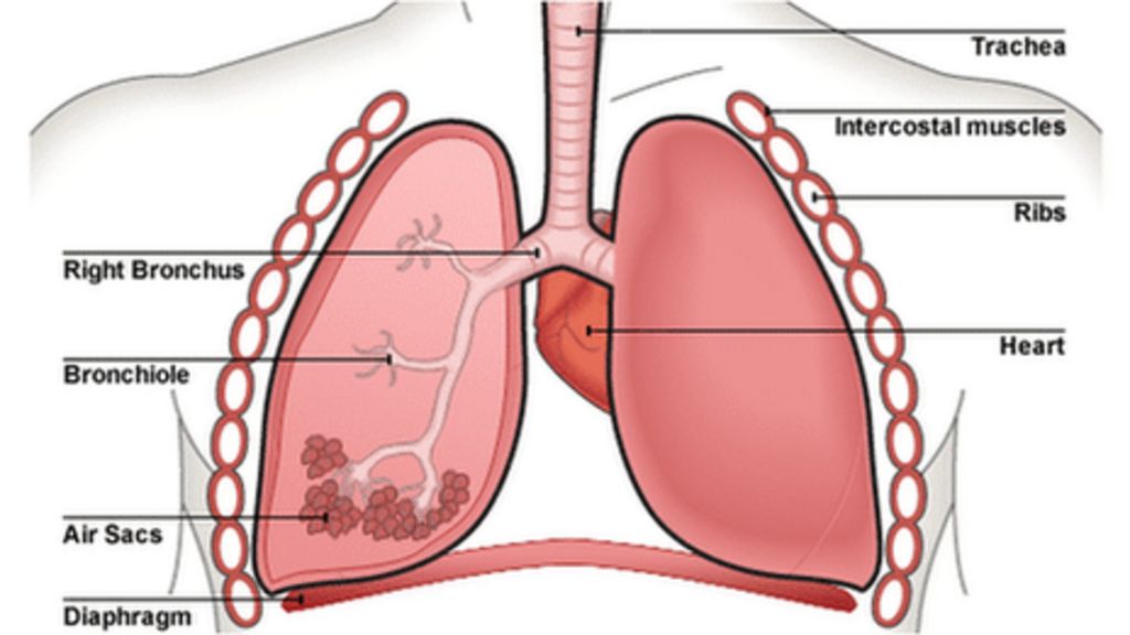 probe-which-aims-to-detect-lung-disease-is-developed-in-edinburgh-bbc