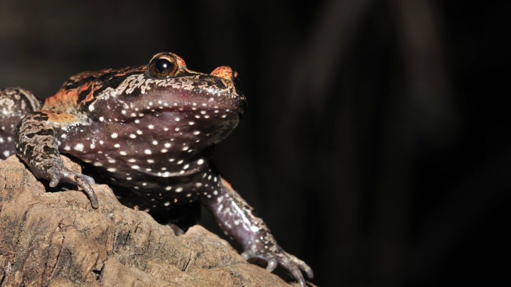 Rediscovered Hula painted frog 'is a living fossil' - BBC News