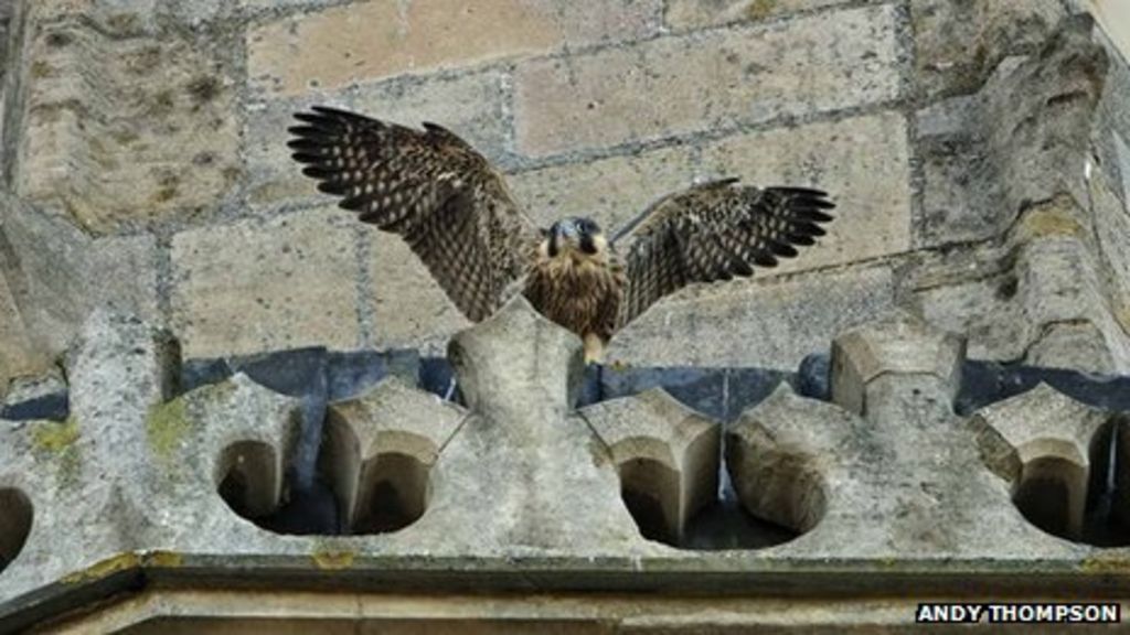 Norwich Cathedral Peregrine Falcon Chicks Take Flight - BBC News