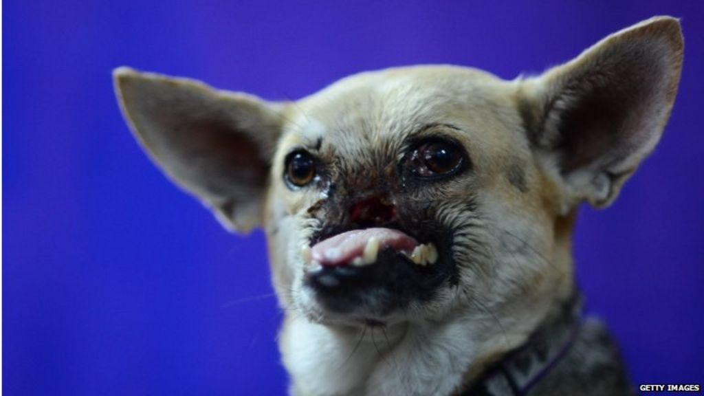 Philippines dog Kabang returns home after face surgery 