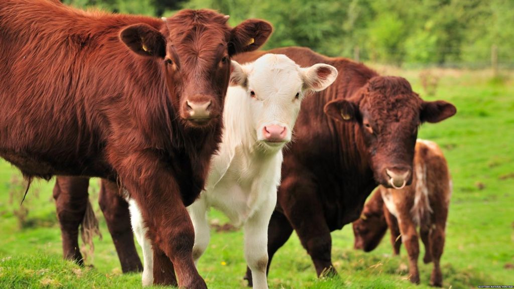 Geocache hunter trampled by cows in North Scarle field - BBC News