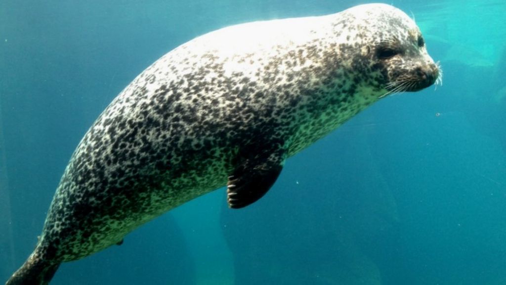 How sea mammals hold their breath - BBC News