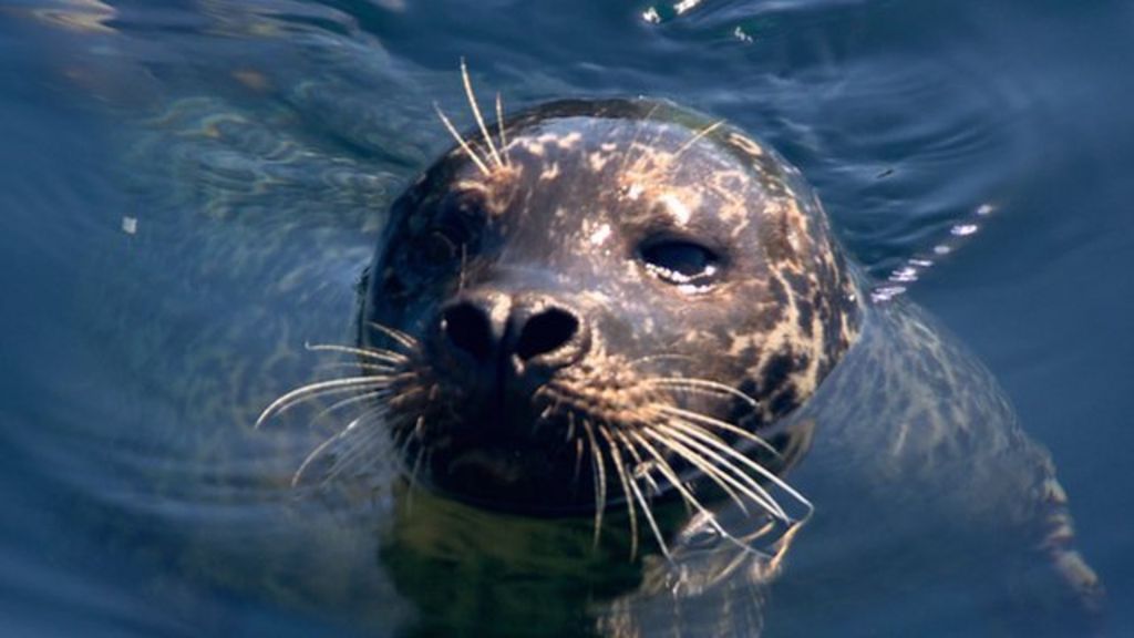 Oxygen mystery: How marine mammals hold their breath - BBC News