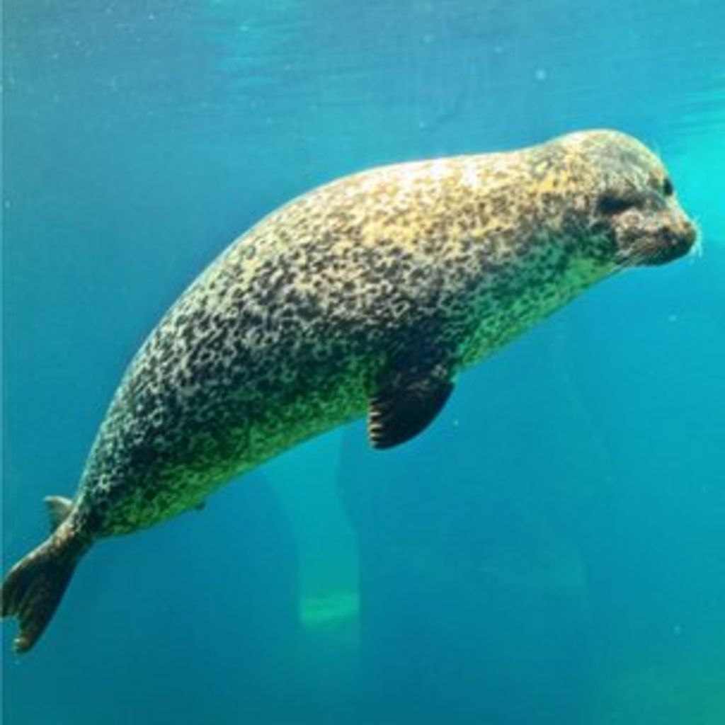 Man V Seal How We Compare With Our Marine Cousins Bbc News 