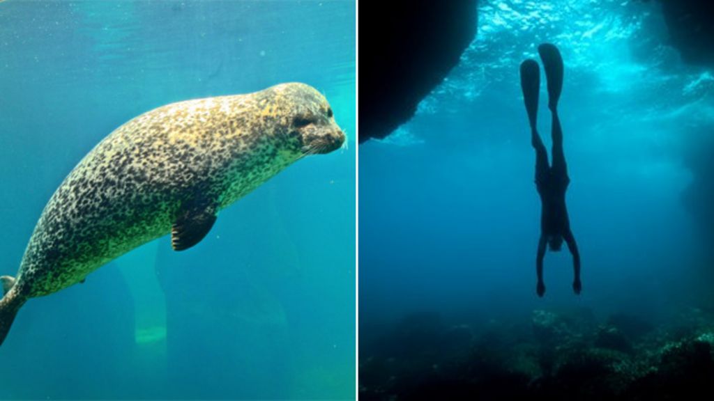 Man v seal How we compare with our marine cousins BBC News