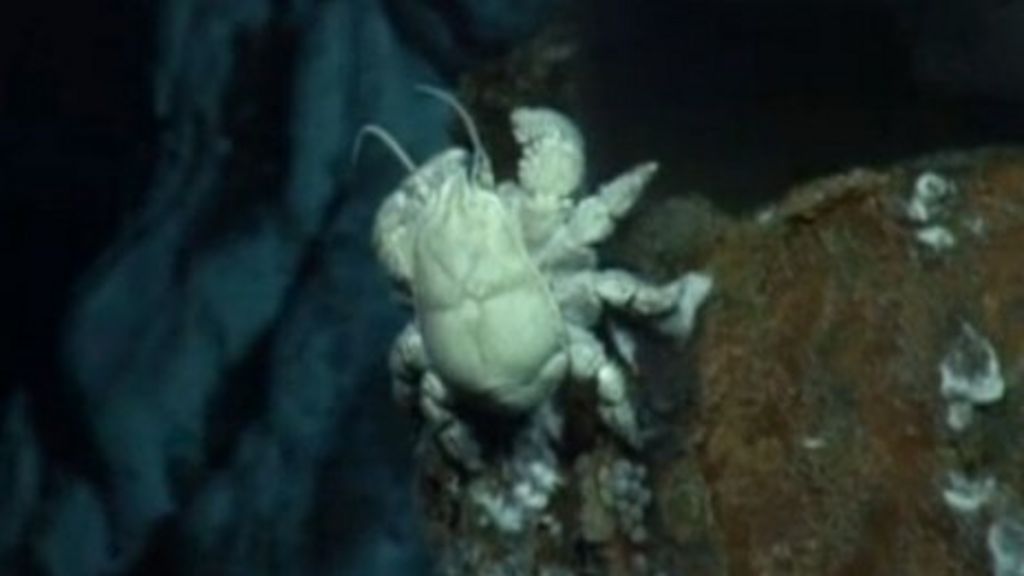 'Hoff' yeti crab hitched ride on ocean superhighway BBC News