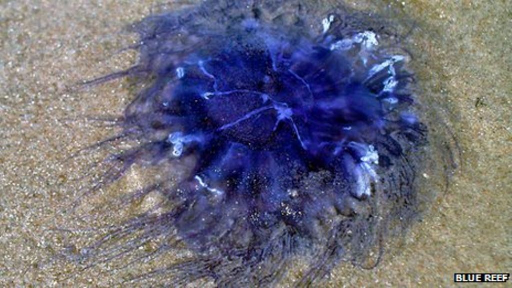 Blue jellyfish found in Newquay rock pool BBC News