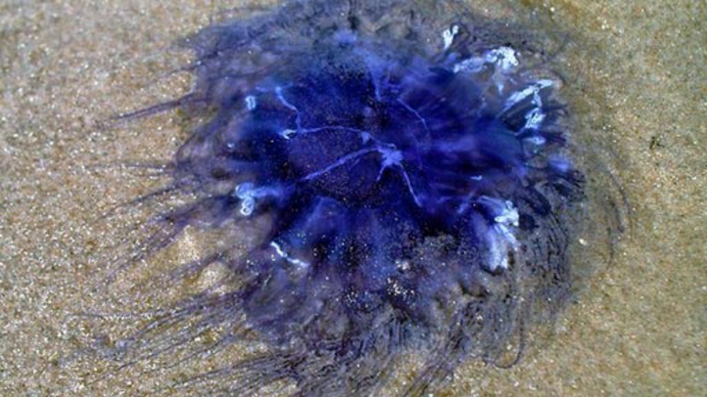 Blue Jellyfish Found In Newquay Rock Pool c News