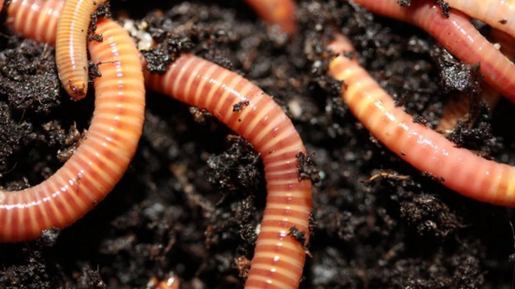 Inside the world of worm charming - BBC News