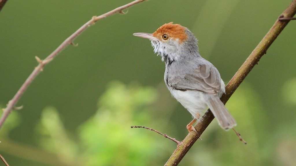 cambodian-tailorbird-a-new-species-seen-in-phnom-penh-bbc-news