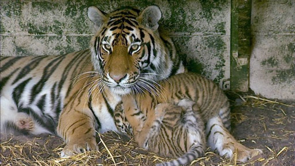 Amur tiger cubs unveiled at Highland Wildlife Park - BBC News