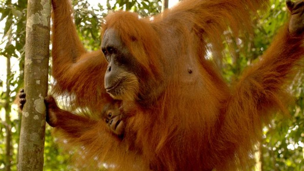 Sumatran orangutans: Meeting the refugees of the lost rainforest - BBC News