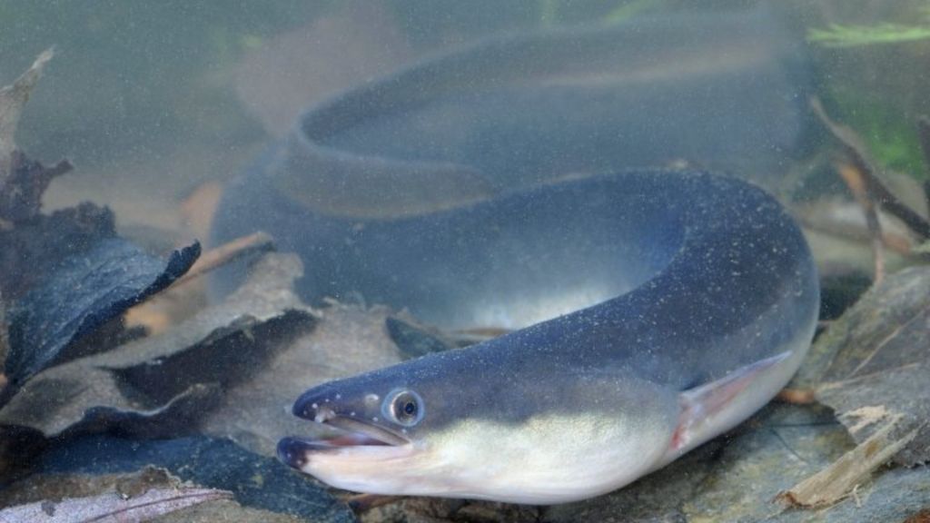 Eels to be helped back into Windermere BBC News