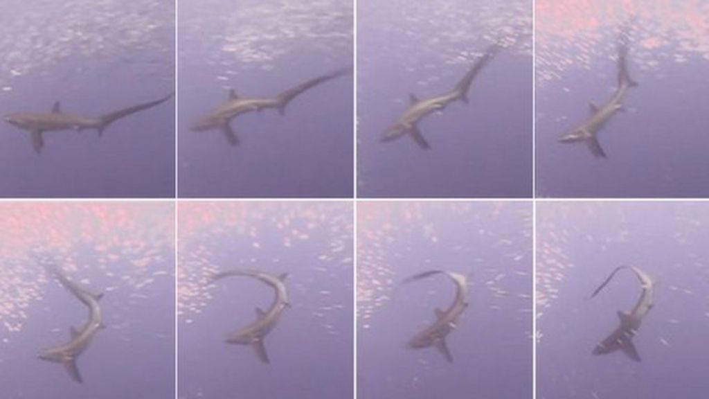 Thresher sharks stun prey with tail slaps BBC News