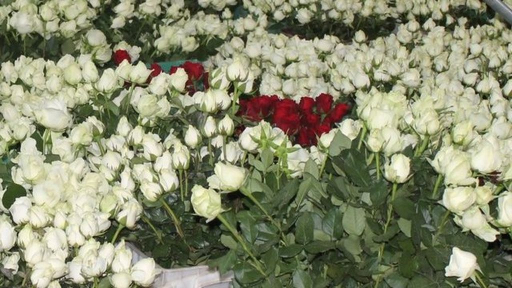 Indian Rose Growers Raise Scent Of Division In Ethiopia BBC News