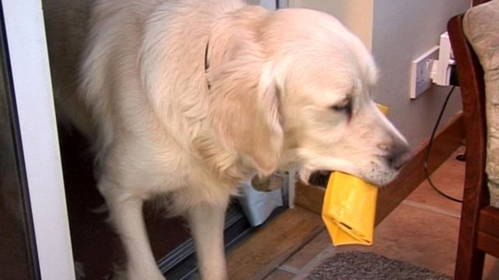 first-dementia-dogs-start-work-helping-owners-bbc-news