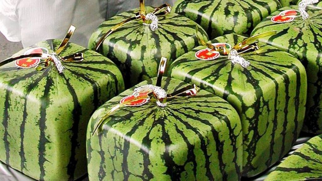 Japan Cubic Melons a Snip At 500 In Moscow BBC News japan-cubic-melons-a-snip-at-500-in-moscow-bbc-news