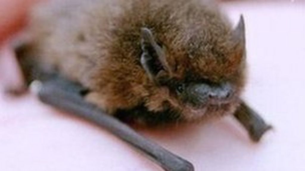 Police probe after 12 dead bats found in St Andrews BBC News