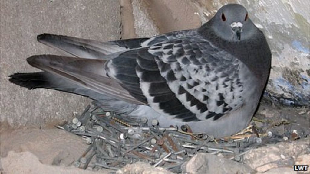 Pigeon builds nest from nails and screws in Accrington BBC News