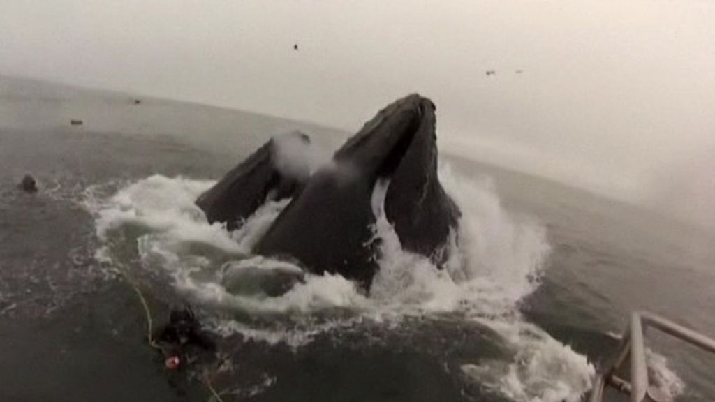 Divers In Near Miss With Humpback Whales Bbc News 