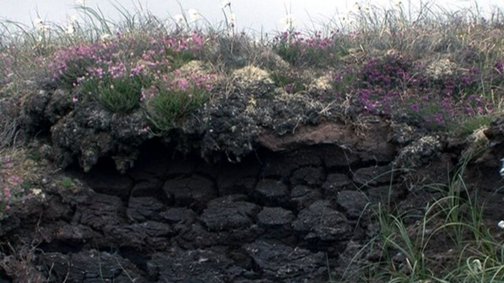 Funding sought to preserve the Flow Country's peat bog BBC News