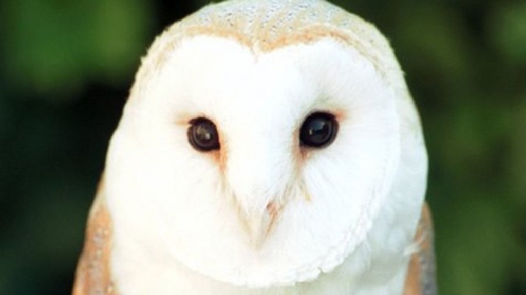 Barn owls see 'bad breeding season' in Devon and Cornwall BBC News
