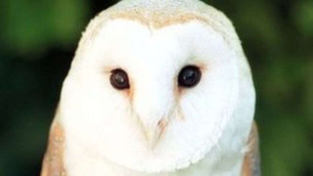 Barn Owls See Bad Breeding Season In Devon And Cornwall Bbc News