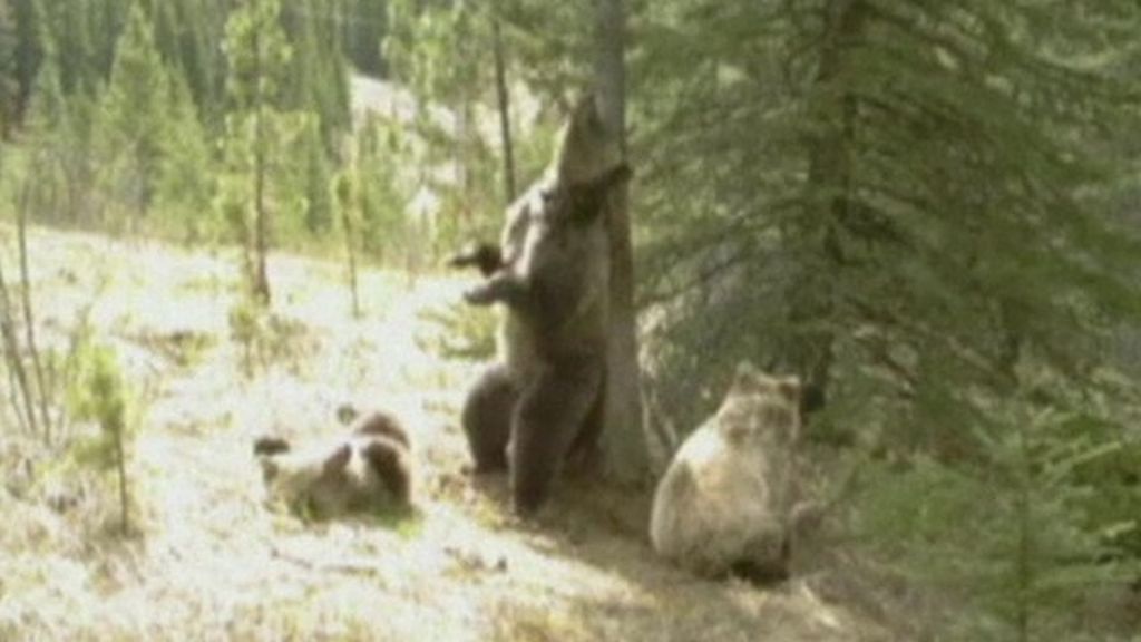 Bears caught on camera scratching against 'rub tree' - BBC News