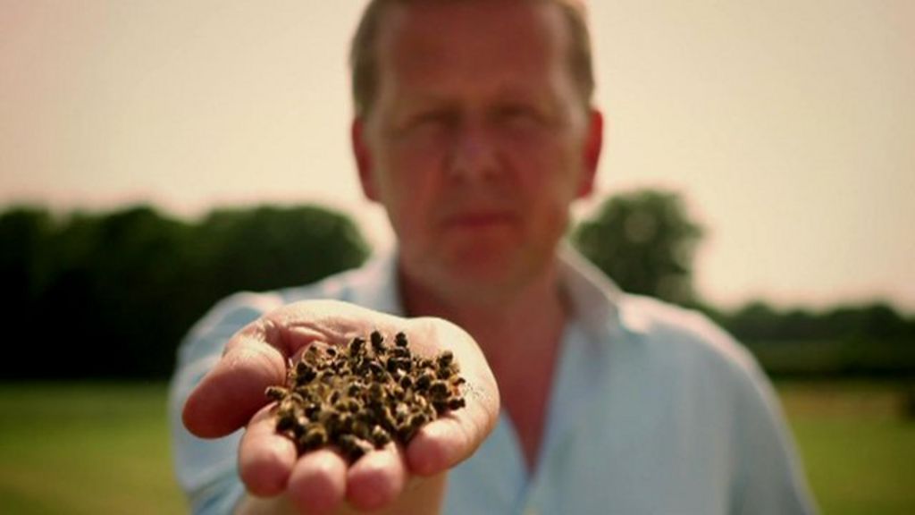 What is killing Britain's honey bees? BBC News