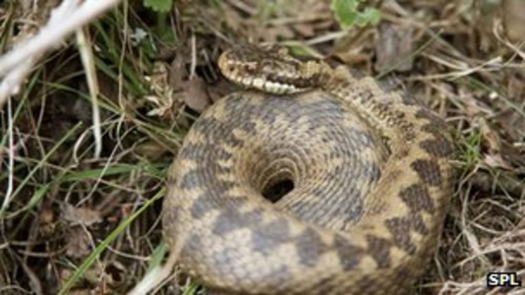 Plea over Scottish reptile sightings BBC News