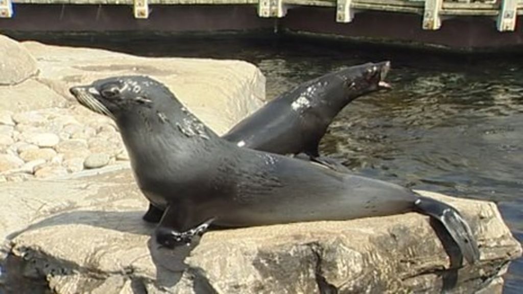 Bristol Zoo Gardens seal 'punched by keeper' BBC News