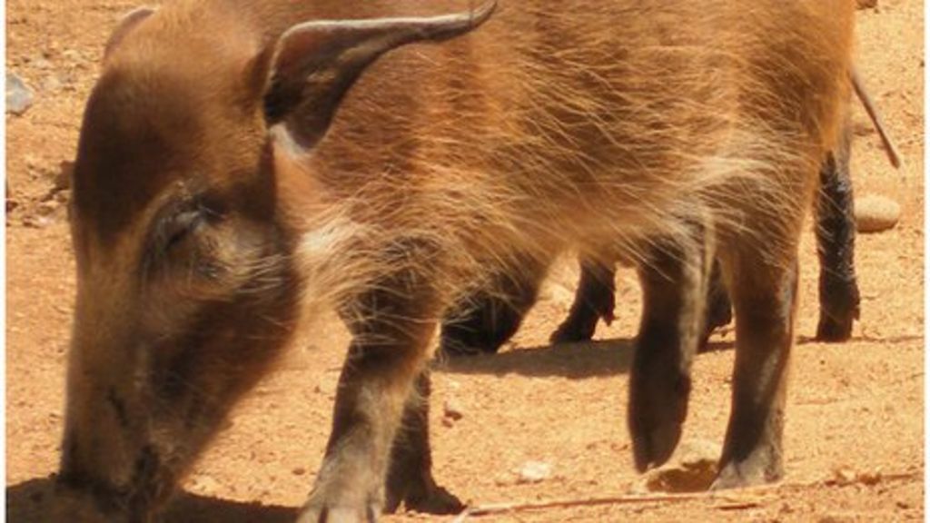 Colchester Zoo warning as red river hog goes on the run - BBC News