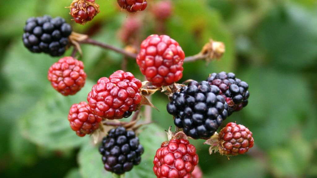 Scottish summer boosts wild berry crop BBC News